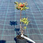 Azalka veľkokvetá (Azalea Mollis) ´TUNIS´ - výška 30-40 cm, kont. C3L